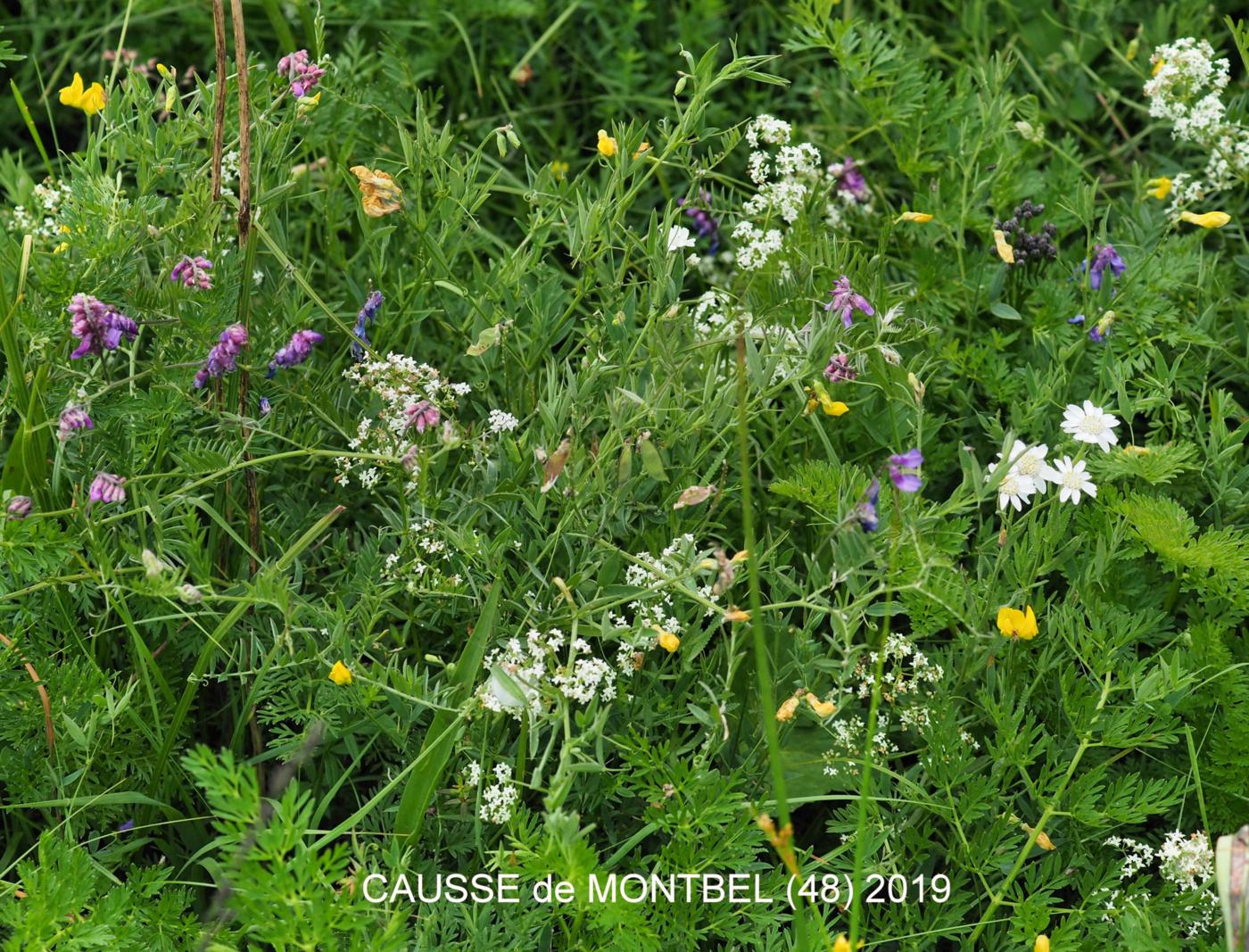 Bedstraw, Northern plant